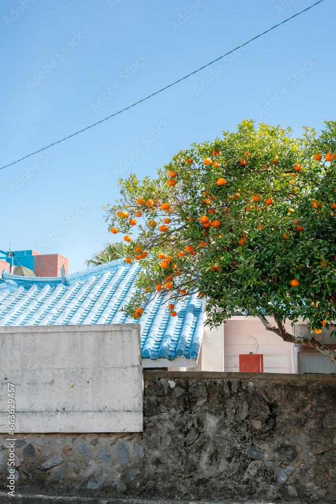 Tangerine tree and country house in Jeju island, Korea