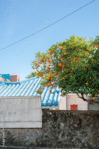 Obraz na płótnie Tangerine tree and country house in Jeju island, Korea w salonie