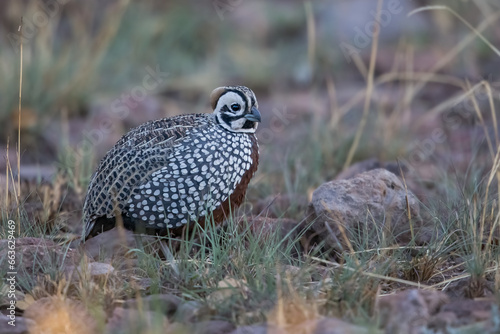 Montezuma Quail