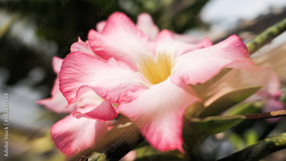 Pink Flower Cambodia Japan Adenium 