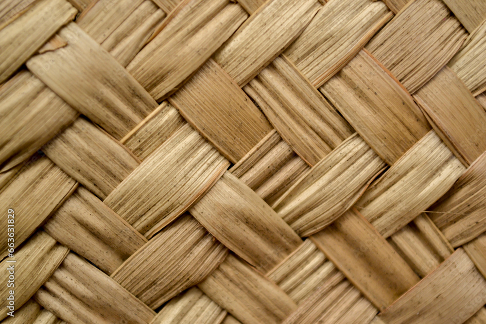 Textura de palma Textura de palma