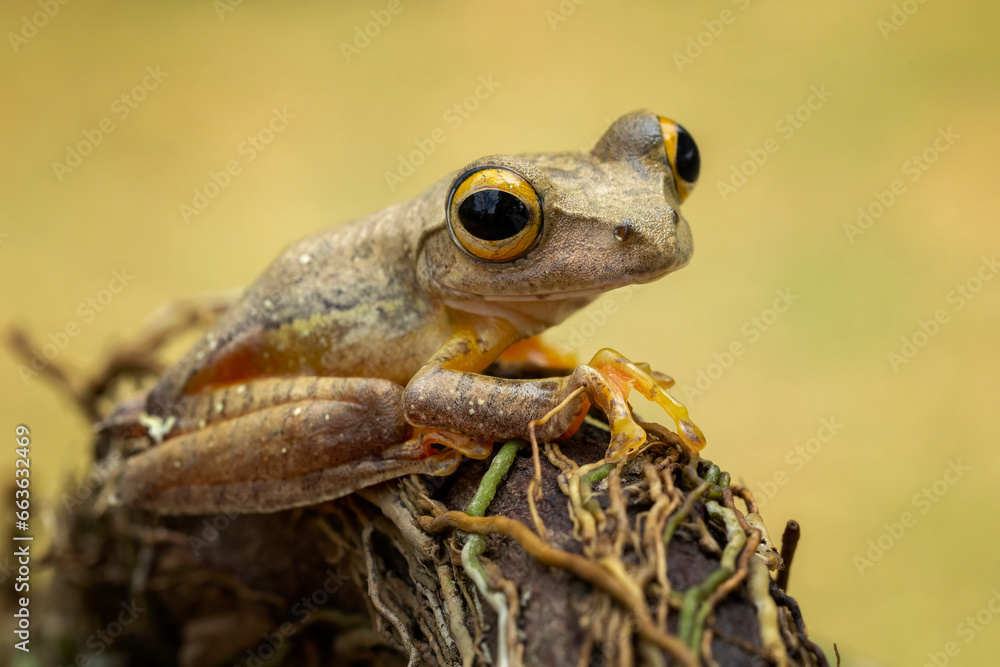 Obraz premium The Harlequin Tree Frog (Rhacophorus pardalis) is a species of frog found in South East Asia.