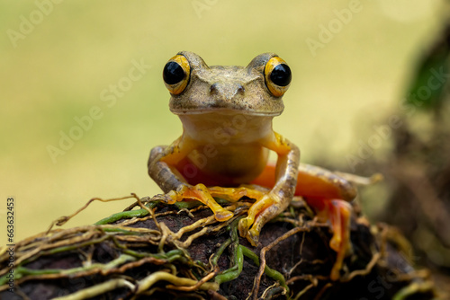 Bild auf Leinwand The Harlequin Tree Frog (Rhacophorus pardalis) is a species of frog found in South East Asia