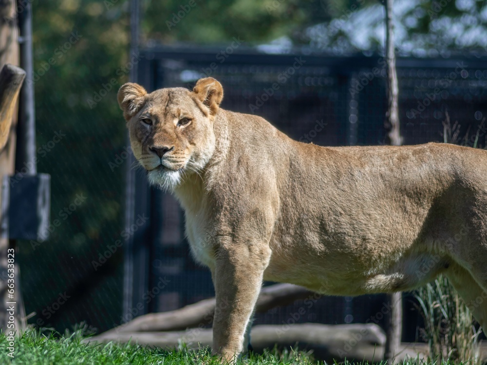 Obraz premium Isolated close up high resolution portrait of a single African lion sunbathing on a sunny day at the Lincoln Park Zoo Chicago- USA
