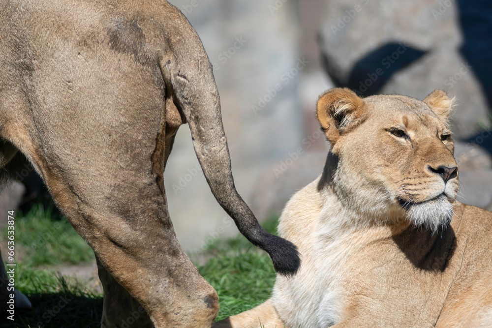 Φωτογραφία Isolated close up high resolution portrait of a single African lion sunbathing o