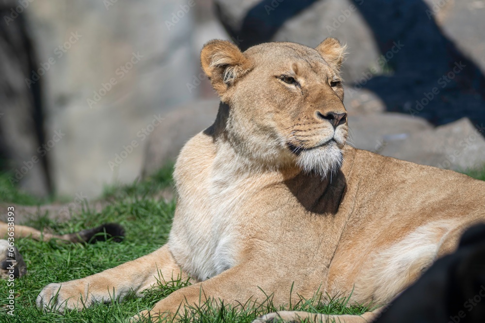 Fototapeta premium Isolated close up high resolution portrait of a single African lion sunbathing on a sunny day at the Lincoln Park Zoo Chicago- USA