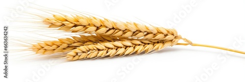  Wheat ears isolated on white background.