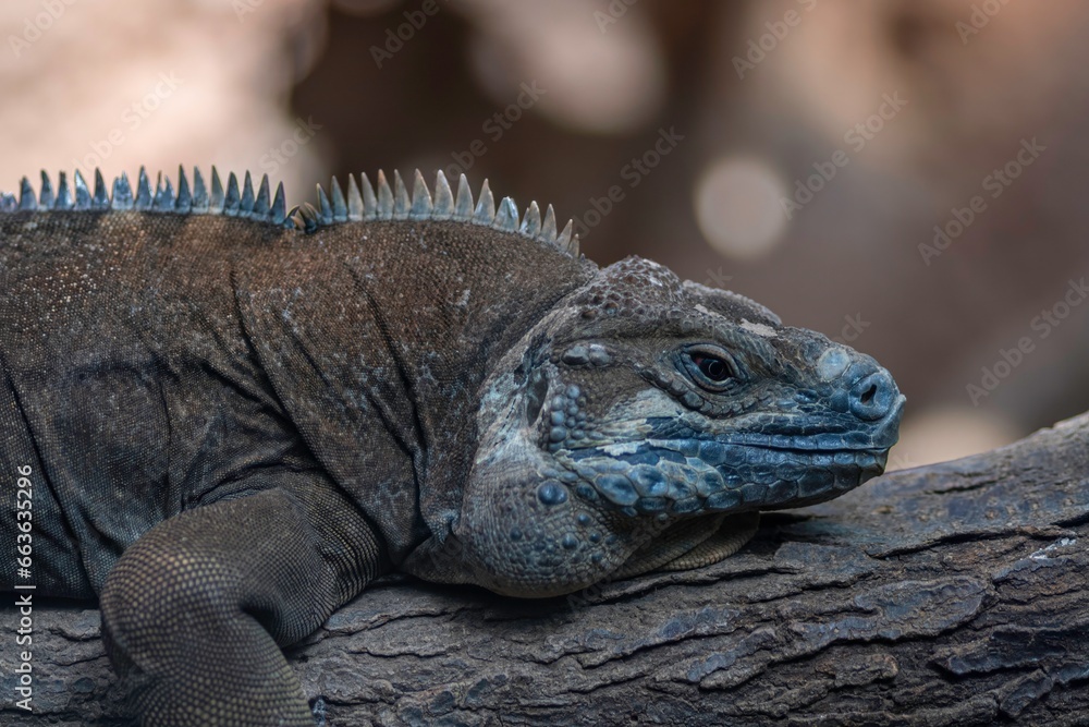 Isolated close up high resolution portrait of a single dragon lizard at the Lincoln Park Zoo Chicago- USA