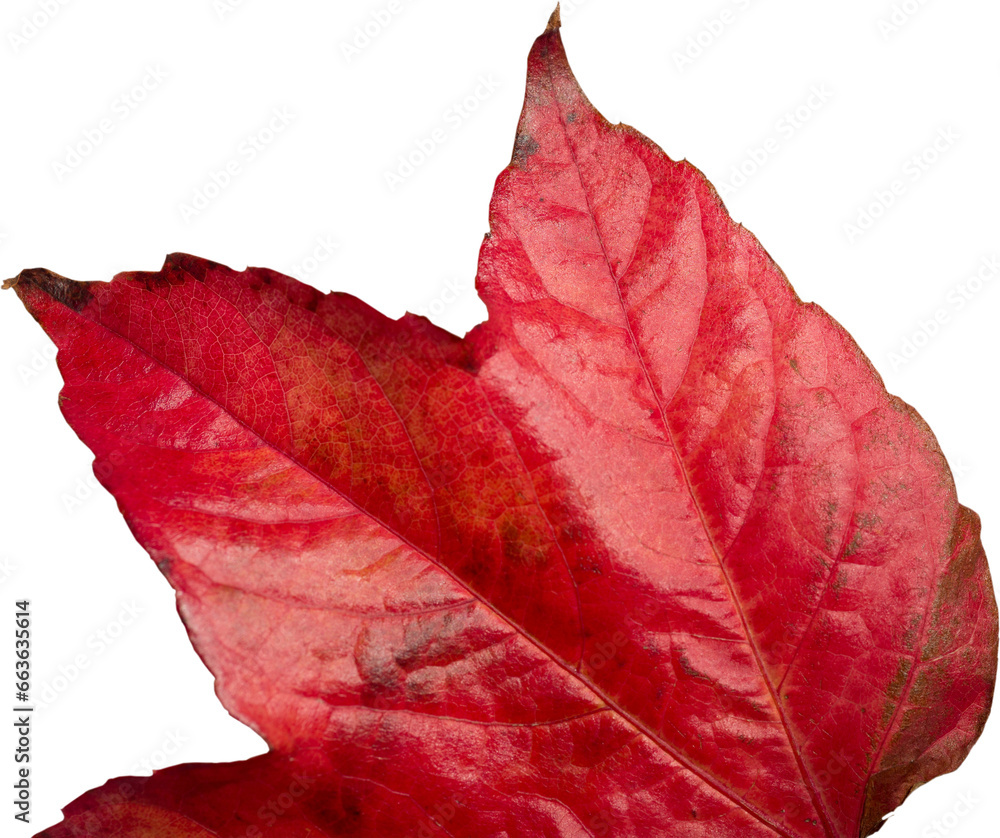Naklejka premium Digital png illustration of part of red autumn leaf on transparent background