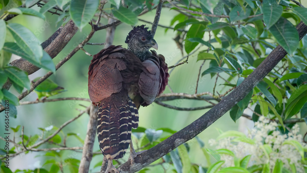 a rear view of a female great curassow bird roosting in a tree at boca tapada of costa rica a rear view of a female great curassow bird roosting in a tree at boca tapada of costa rica