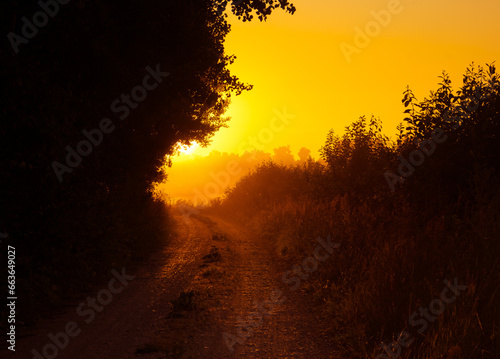 Golden Awakening: Bushes Bathed in the Radiant Light of Summer Sunrise in Northern Europe