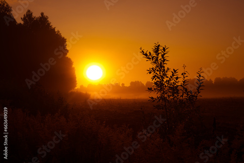 Golden Awakening  Bushes Bathed in the Radiant Light of Summer Sunrise in Northern Europe