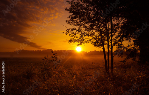 Silhouette Serenade: Majestic Rowan Tree Basks in Summer Sunrise Light in Northern Europe