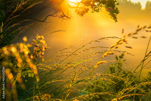 Golden Serenity: Majestic Rural Summer Landscape Awakens at Sunrise in Northern Europe