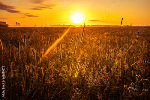 Golden Serenity: Majestic Rural Summer Landscape Awakens at Sunrise in Northern Europe