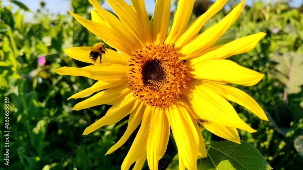 wunderschöne Sonnenblume mit fleissiger Biene, Nahaufnahme
wunderschöne Sonnenblume mit fleissiger Biene, Nahaufnahme