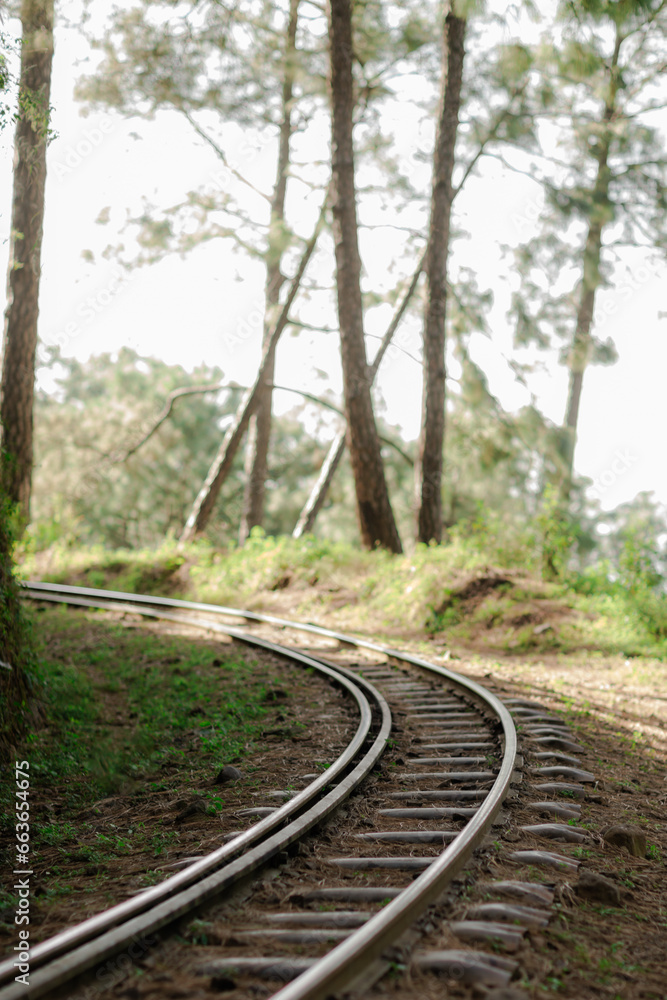 Fototapeta premium railway in the woods