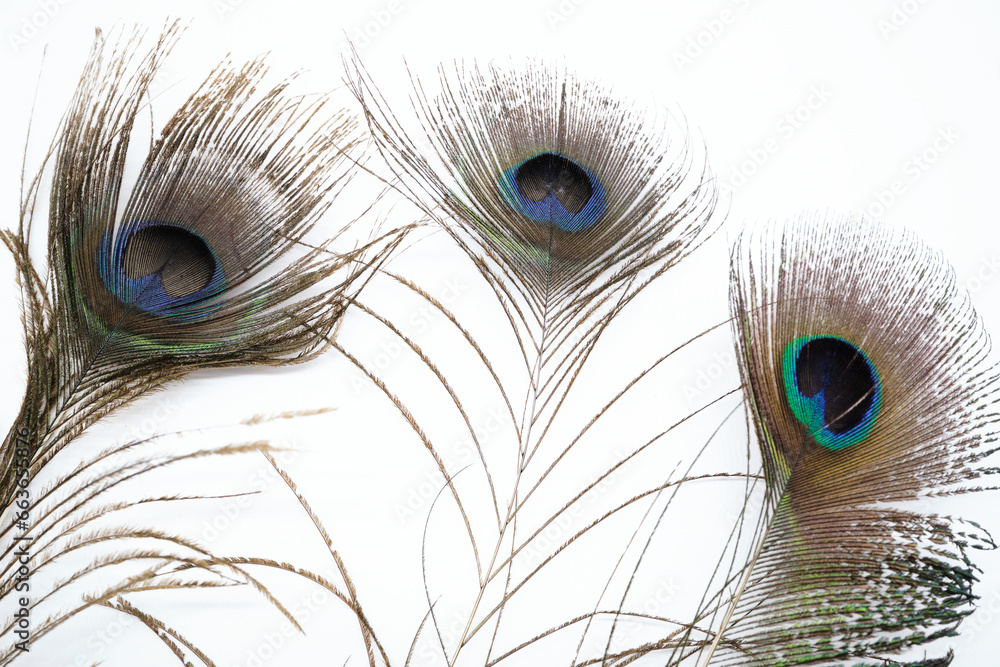 Obraz premium クジャクの羽のイメージ素材