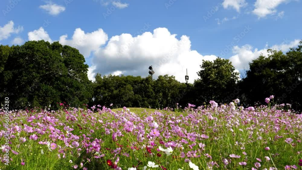 Beautiful view of cosmos flowers blooming and swaying in wind in the blue sky, Autumn or fall, Flora or blossom Beautiful view of cosmos flowers blooming and swaying in wind in the blue sky, Autumn or fall, Flora or blossom