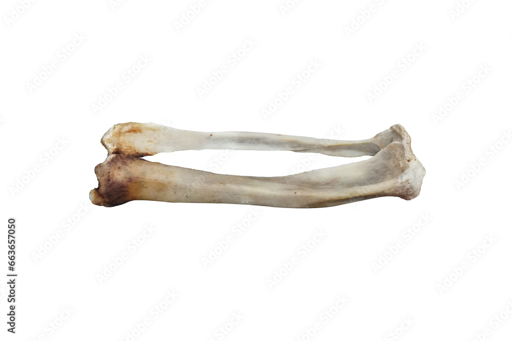 Fototapeta premium Tibia and Fibula bone of True seal isolated on white background.