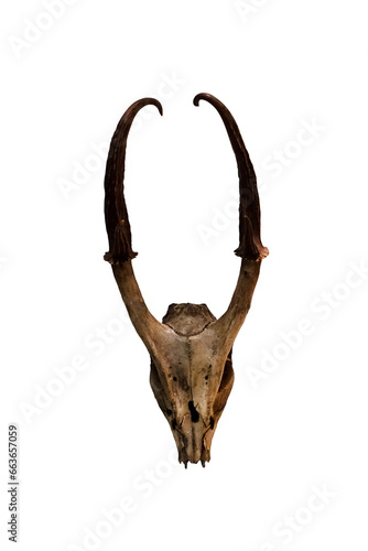 Antlers of Barking deer or Muntjac isolated on white background.