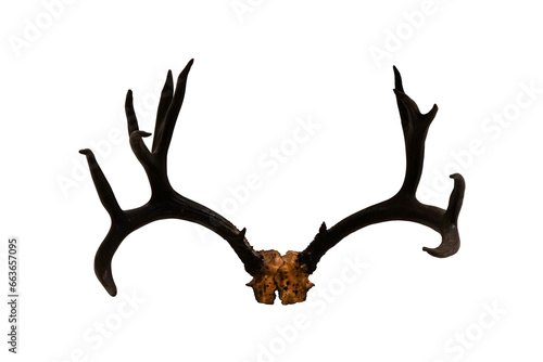 Horn of spotted deer, chital deer or axis deer isolated on white background.
