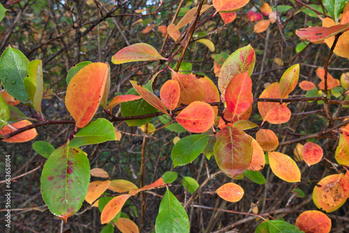 aronia prunifolia autumn leaves