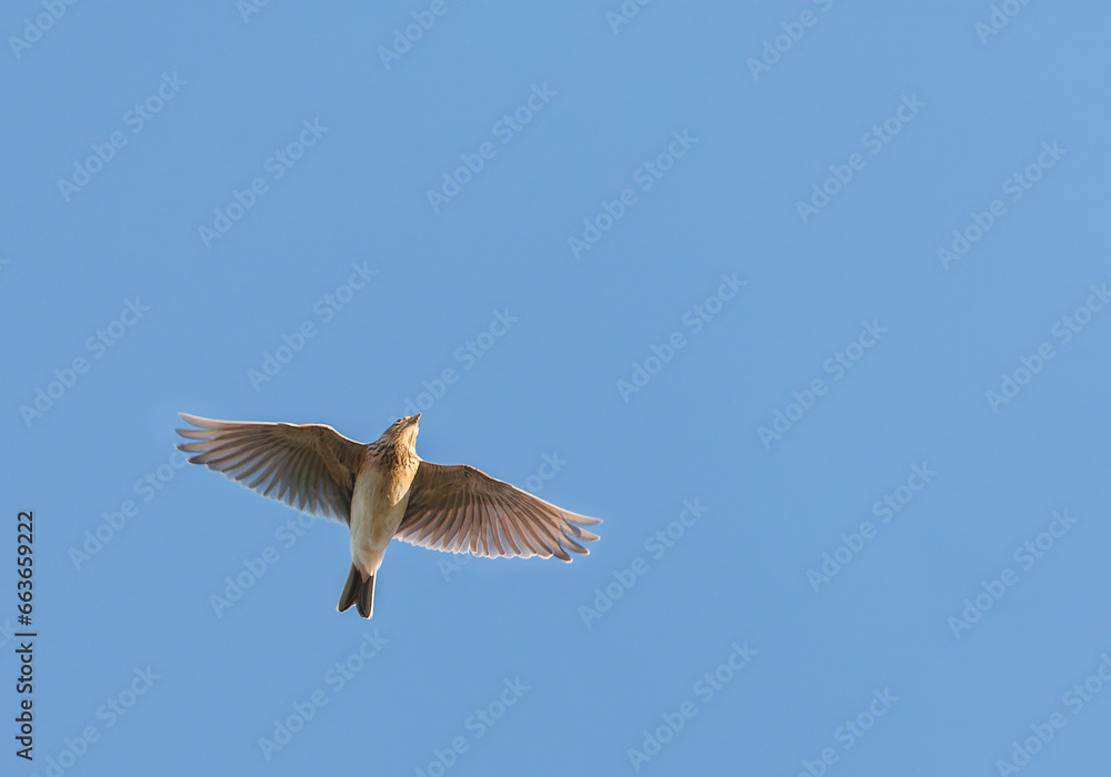 Fototapeta premium Eurasian Skylark, Alauda arvensis