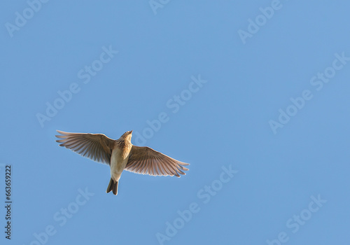 Eurasian Skylark, Alauda arvensis © Marc