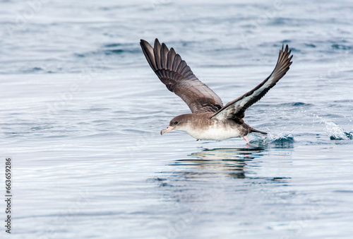 Pink-footed Shearwater, Ardenna creatopus photo