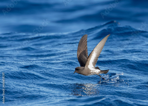 New Zealand Storm Petrel, Fregetta maoriana