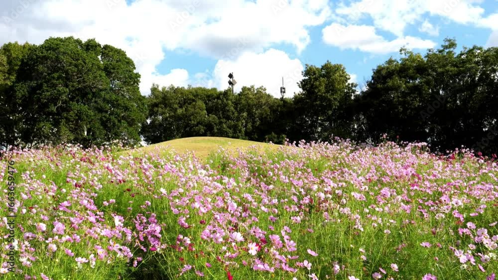 Beautiful view of cosmos flowers blooming and swaying in wind in the blue sky, Autumn or fall, Flora or blossom Beautiful view of cosmos flowers blooming and swaying in wind in the blue sky, Autumn or fall, Flora or blossom