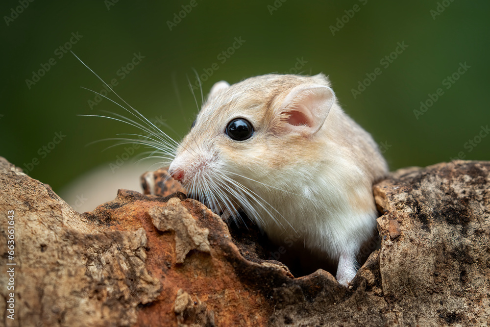 Gerbils are very popular pets because they are cute, clean, and not aggressive. Gerbils are very popular pets because they are cute, clean, and not aggressive.