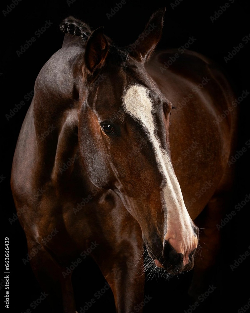 Fototapeta premium Elegant horse portrait on black backround. horse head isolated on black. Portrait of stunning beautiful horse isolated on dark background. horse portrait close up on black background. Studio shot .