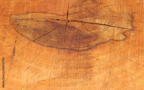 Real natural wood texture and surface background. 
