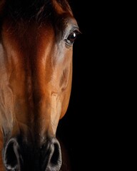 Elegant horse portrait on black backround. horse head isolated on black.
Portrait of stunning beautiful horse isolated on dark background.
 horse portrait close up on black background. Studio shot .