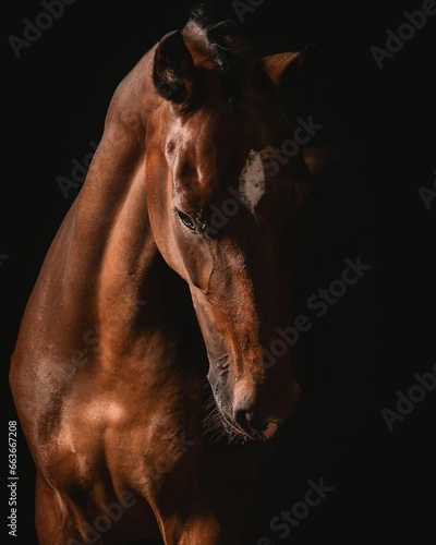 Elegant horse portrait on black backround. horse head isolated on black. Portrait of stunning beautiful horse isolated on dark background. horse portrait close up on black background. Studio shot .