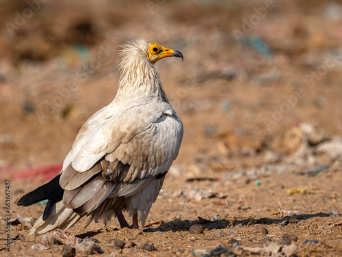 Obraz na plátně egyptian vulture
