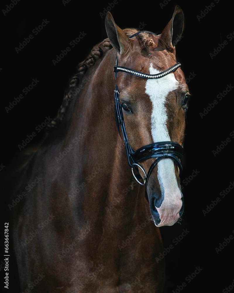 Fototapeta premium Elegant horse portrait on black backround. horse head isolated on black. Portrait of stunning beautiful horse isolated on dark background. horse portrait close up on black background. Studio shot .