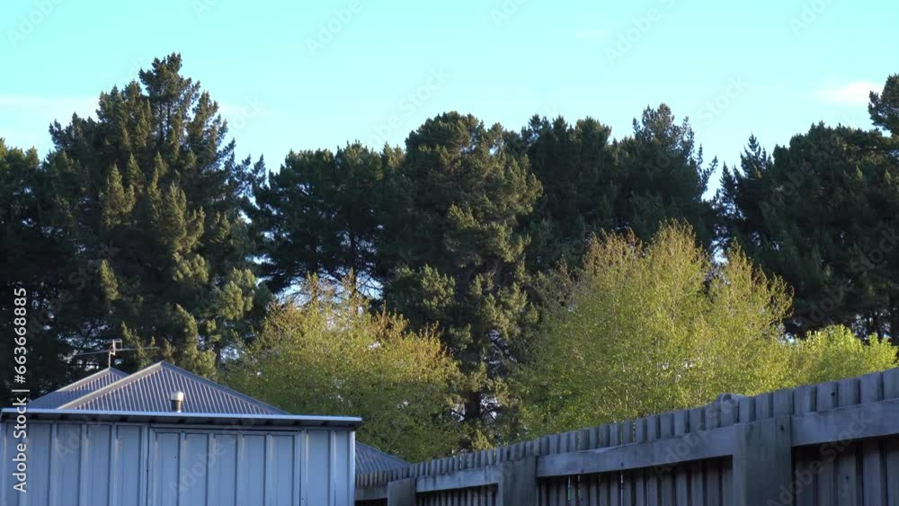 Wide shot of pine trees and backyard tress swaying in strong winds Wide shot of pine trees and backyard tress swaying in strong winds
