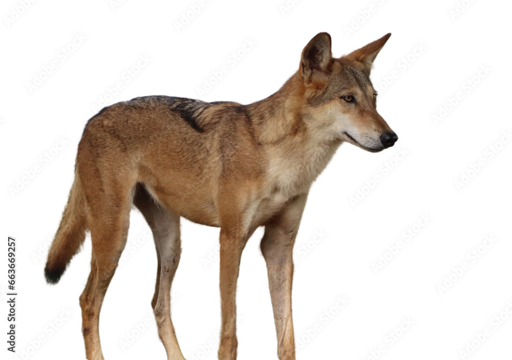 Obraz premium wolf or fox or(Coyote). on a white background