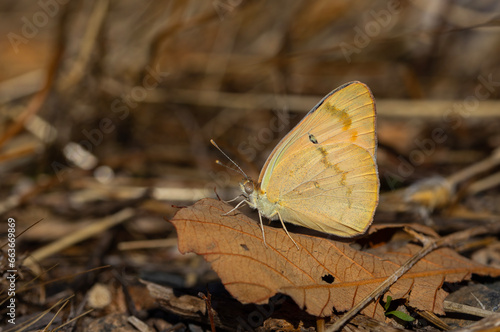 large salmon colored butterfly, Large Salmon Arab, Colotis fausta photo