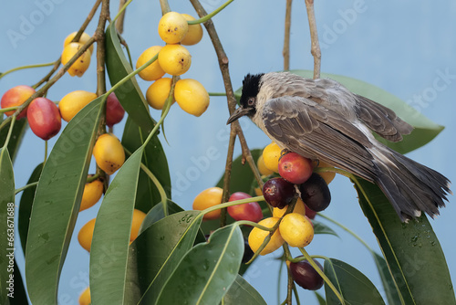A sooty-headed bulbul is eating ripe Ficus glabella fruit on a tree. This bird has the scientific name Pycnonotus aurigaster.
