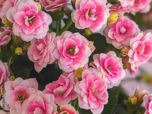 Kalanchoe flowers close-up. Kalanchoe Blossfeld, a flowering Kalanchoe plant with numerous pink double flowers, similar to small roses against a background of green leaves.