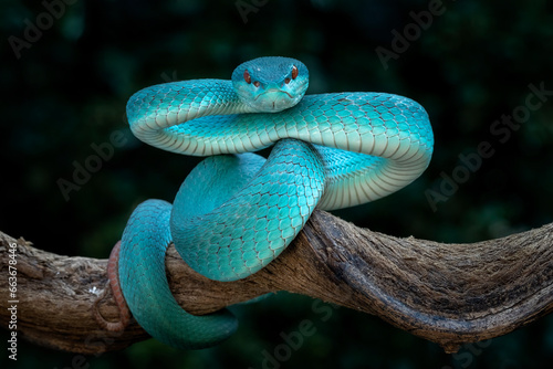 Blue White Lipped Pit Viper (Trimeresurus insularis) is venomous pit vipers and endemic species and native to Indonesia.