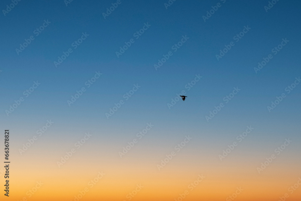 Birds Flying In Sky Birds Flying In Sky
