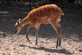 gazela pintada