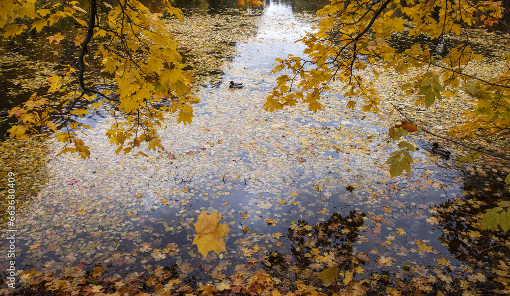 Fallen maple leaf and autumn foliage on a wooden path and pond in the park in autumn