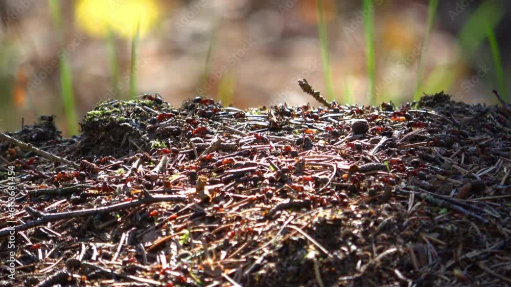 Anthill in the spring forest Anthill in the spring forest