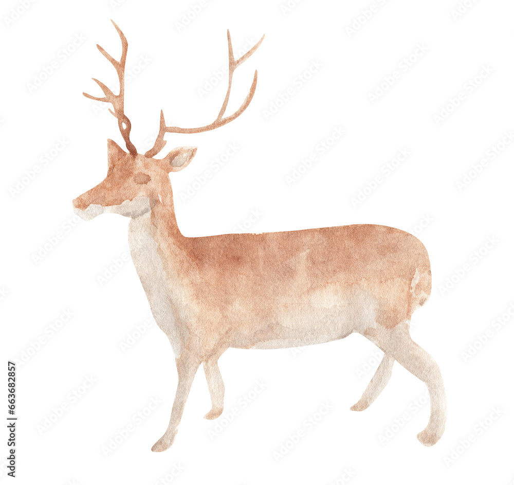 Watercolor painting of Deer standing.